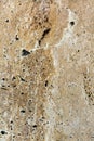 Real natural shell stone. shell texture. Royalty Free Stock Photo
