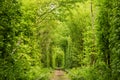 Real natural wonder love tunnel created from trees along the railway Ukraine, Klevan