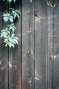 Real natural wood texture. Timber plank surface wall for vintage grunge wallpaper. Old floor wooden pattern with green Royalty Free Stock Photo