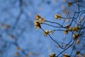 Real nature backround: Ash maple catkins on branches against a clear blue sky, a sunny spring day Royalty Free Stock Photo