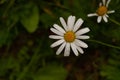 Real nature backround: close up of wet daisy in a green garden on rainy day. Autumn coming