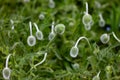 Young fluffy green heads of poppies on a flower bed in the garden Royalty Free Stock Photo