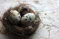 Real nest with quail eggs on old cracked white wooden background. Top view, copy space