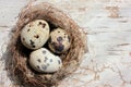 Real nest with quail eggs on old cracked white wooden background. Top view, copy space