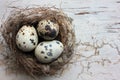 Real nest with quail eggs on old cracked white wooden background. Top view, copy space