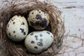 Real nest with quail eggs on old cracked white wooden background. Top view, copy space