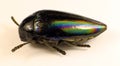 Real nice jewell beetle Sternocera iris from Congo iridescen color