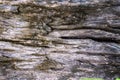 Wood cracks textured background for design