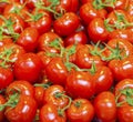 Real organic tomatoes in a pile