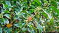 Berry on a Ashwagandha plant, Withania somnifera
