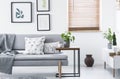 Real photo of end table with fresh plant and tea cup standing by grey couch with cushions and blanket in white sitting room interi Royalty Free Stock Photo