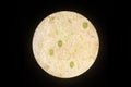 Real photo of plant cells and stoma with green chloroplast science