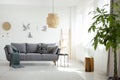 Real photo of a rattan lamp above a gray sofa in boho living room interior with white walls and a tree Royalty Free Stock Photo