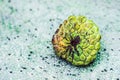 Real photo Ripened close macro sugar custard apple annona exotic tropical fruit. Oval scaly skin texture surface rough