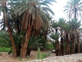 Real pic of natural palms algeria