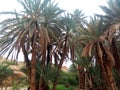 Real pic of natural palms algeria