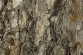 real pine bark background Royalty Free Stock Photo