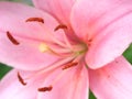 Real Pink Flower Backgrounds Royalty Free Stock Photo