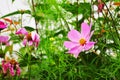 Real pink flower in natural garden