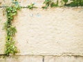 Real pink plastered wall with ivy