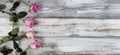 Real pink rose flowers on left side of rustic wooden boards for mothers day or valentines holiday