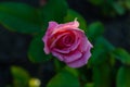 Real pink rose in a park