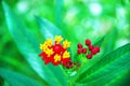 Macro extreme closeup Australian colorful red yellow wild flower orchid