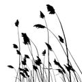 Real reed silhouette - vector illustration Royalty Free Stock Photo