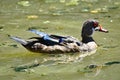 Juvenile Wood duck at Reifel Bird Sanctuary, Delta, British Columbia.