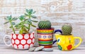 Real reused, recycled mugs as plant pots for cacti and succulents