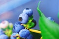 Real ripe blueberry branch on a blueberry bush. Blueberry field or orchard with real organic blueberries on the cluster. Raw and