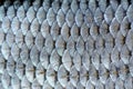 Real Roach Fish Scales Background Royalty Free Stock Photo