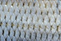 Real Roach Fish Scales Background