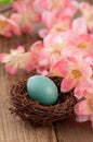 Real Robins Egg with Pink Spring Flowers