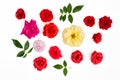Real rose flower selection. Craft crop cut-out . White background flat-lay