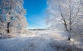 Real Russian Winter. Morning Frosty Winter Landscape With Dazzling White Snow And Hoarfrost, Trees And A Saturated Blue Sky