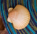 Real scallop shell Royalty Free Stock Photo