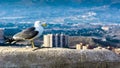 seagull standing seems to control the city