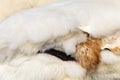 real sheepskins white and black Royalty Free Stock Photo