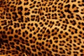Real skin texture of leopard seamless pattern. Animal. Illustration, Generative AI Royalty Free Stock Photo