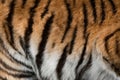 Real skin texture of Tiger Royalty Free Stock Photo