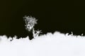 A real snowflake. Beautiful macro shot of frozen snow in winter Royalty Free Stock Photo