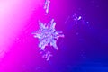Real snowflake Macro shot from real winter Royalty Free Stock Photo