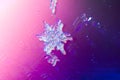 Real snowflake Macro shot from real winter Royalty Free Stock Photo