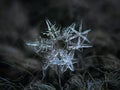 Real snowflakes glowing on dark textured background Royalty Free Stock Photo