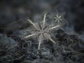 Real snowflakes glowing on dark textured background Royalty Free Stock Photo