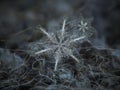 Real snowflakes glowing on dark textured background Royalty Free Stock Photo