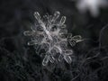 Real snowflakes glowing on dark textured background Royalty Free Stock Photo