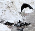 Real snowing winter. Pigeons and raven. Royalty Free Stock Photo