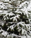 Real snowy cold winter. spruce branches with snow, decorated with garlands.